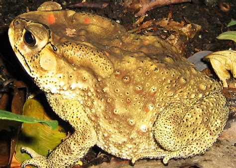 jenis kodok Katak merupakan salah satu jenis amfibi pemakan serangga